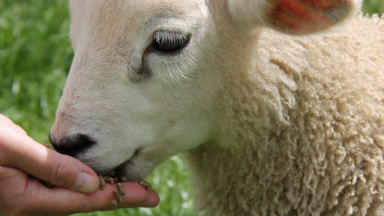 Das ungehorsame Schaf